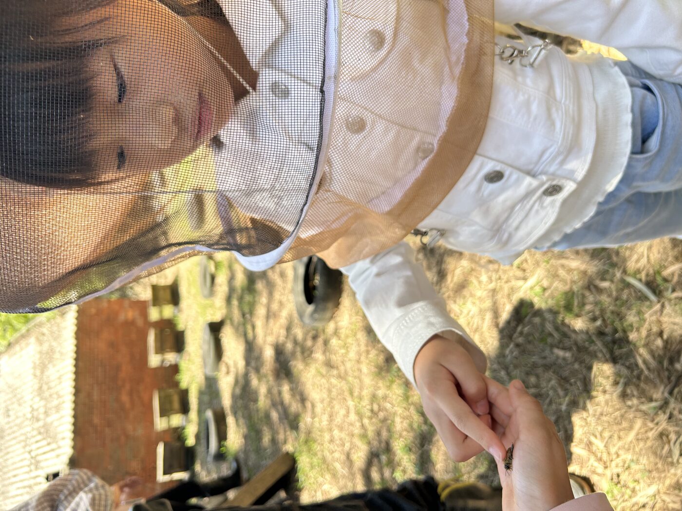 蜜蜂觀察